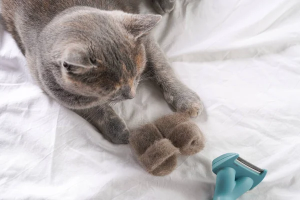 Περιποίηση Ενός Ενήλικα Ευρωπαίος Κοντά Μαλλιά Γάτα Μπλε Tortie Χειροποίητα — Φωτογραφία Αρχείου