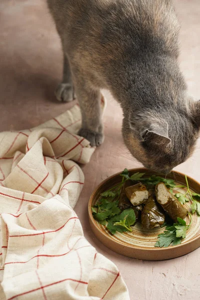Μια Γκρίζα Γάτα Που Μυρίζει Παραδοσιακό Πιάτο Γεμιστό Λαχανικών Της — Φωτογραφία Αρχείου