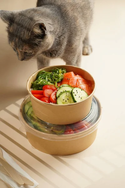 Grey Cat Smelling Trendy Dish Poke Bowl Rice Wakame Seaweed — Foto de Stock