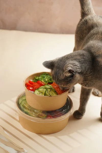 Grey cat smelling on trendy dish poke bowl - rice, wakame seaweed, tomatoes, cucumber, avocado, salmon in recycled round carton with sustainable fork, takeaway food concept, beige background