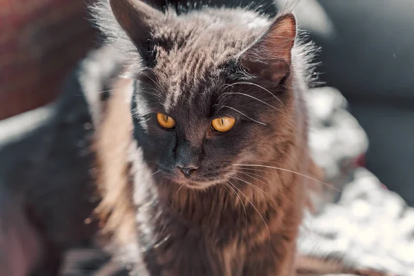 Young Dark Gray Colored Maine Coon Yellow Eyes Sunny Balcony — Stockfoto