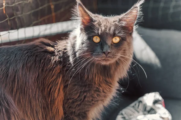 Young Dark Gray Colored Maine Coon Yellow Eyes Sunny Balcony — 图库照片