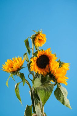 Several ripe orange sunflower flowers on blue background - symbol of Ukraine