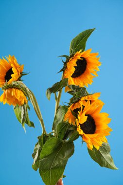 Several ripe orange sunflower flowers on blue background - symbol of Ukraine