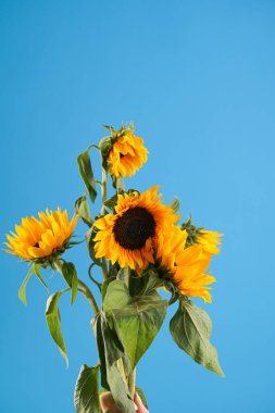 Several ripe orange sunflower flowers on blue background - symbol of Ukraine