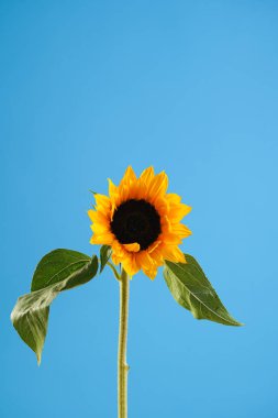 Female hand holding one ripe orange sunflower flowers on blue background - symbol of Ukraine