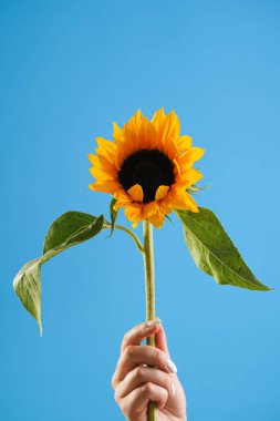 Female hand holding one ripe orange sunflower flowers on blue background - symbol of Ukraine
