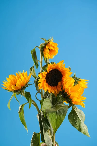 Several ripe orange sunflower flowers on blue background - symbol of Ukraine
