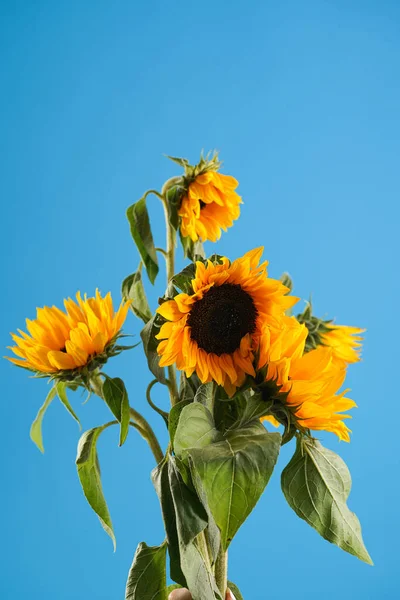 Several Ripe Orange Sunflower Flowers Blue Background Symbol Ukraine — Photo