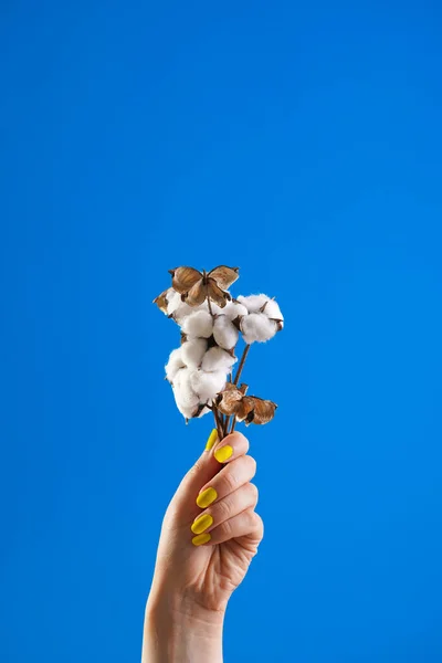 Female hand with yellow nail polish holding several branches of white cotton on blue background