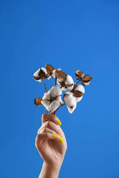 Female hand with yellow nail polish holding several branches of white cotton on blue background