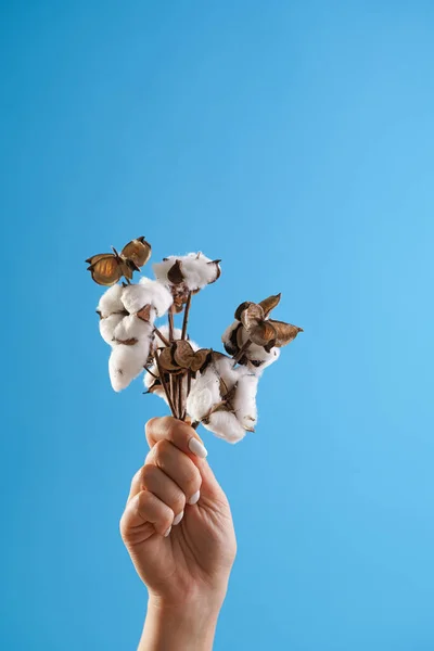 Female hand with white nail polish holding several branches of white cotton on blue background