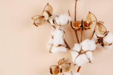 several branches with white cotton plant - autumn decoration on beige colored background, flat lay, top view