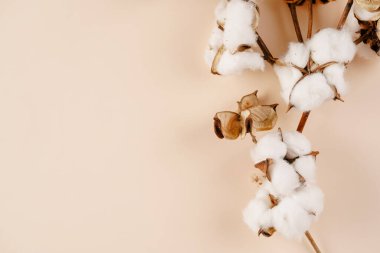 several branches with white cotton plant - autumn decoration on beige colored background, flat lay, top view
