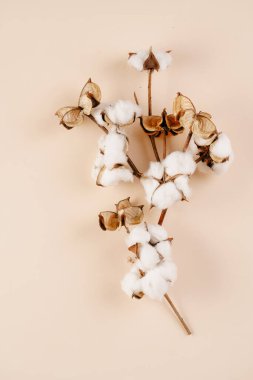 several branches with white cotton plant - autumn decoration on beige colored background, flat lay, top view