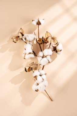 several branches with white cotton plant - autumn decoration on beige colored background, flat lay, top view
