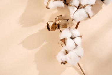 several branches with white cotton plant - autumn decoration on beige colored background, flat lay, top view