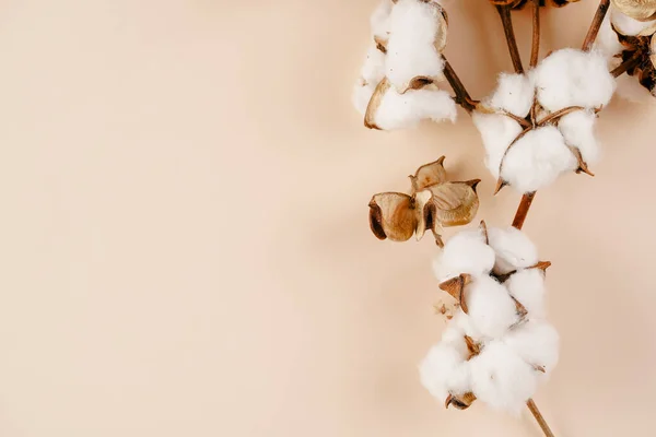 Several Branches White Cotton Plant Autumn Decoration Beige Colored Background — Stock Fotó