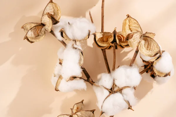 several branches with white cotton plant - autumn decoration on beige colored background, flat lay, top view