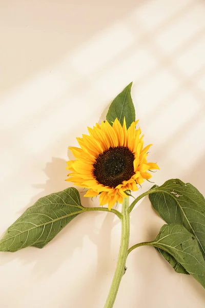 one ripe orange sunflower flower with green leaves on beige colored background - symbol of Ukraine
