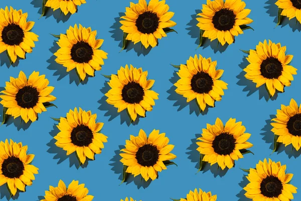 Hard Light Pattern Yellow Sunflower Flower Head Bright Blue Background — Zdjęcie stockowe
