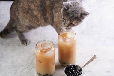 Grey cat smelling on two glasses with black tea, milk, ice cubes and cooked tapioca pearls for trendy bubble boba ice tea, two small grey ceramic bowls on marble board on pastel tropical background