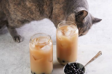 Grey cat smelling on two glasses with black tea, milk, ice cubes and cooked tapioca pearls for trendy bubble boba ice tea, two small grey ceramic bowls on marble board on pastel tropical background