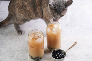 Grey cat smelling on two glasses with black tea, milk, ice cubes and cooked tapioca pearls for trendy bubble boba ice tea, two small grey ceramic bowls on marble board on pastel tropical background