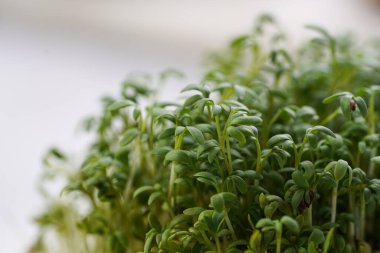 Doldurulmuş çerçeve arkaplanı Yeşil mikro bitki, su teresi salatası