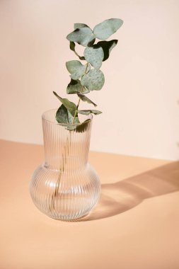 Turuncu ve bej arkaplanda şeffaf bir vazoda taze bir okaliptüs dalı. Sert bir ışık gölgesi ve güneşli bir sabah.