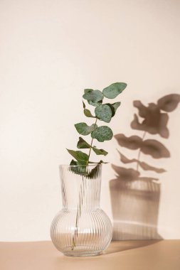 Turuncu ve bej arkaplanda şeffaf bir vazoda taze bir okaliptüs dalı. Sert bir ışık gölgesi ve güneşli bir sabah.