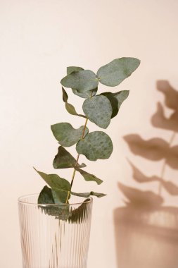 Turuncu ve bej arkaplanda şeffaf bir vazoda taze bir okaliptüs dalı. Sert bir ışık gölgesi ve güneşli bir sabah.