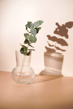 Turuncu ve bej arkaplanda şeffaf bir vazoda taze bir okaliptüs dalı. Sert bir ışık gölgesi ve güneşli bir sabah.