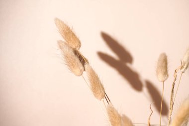 Sarı buğday başakları, şeffaf bir vazoda sazlık dalları turuncu ve bej renkli arka planda sert açık gölgeli, güneşli bir sabah