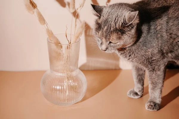 Μια Γκρίζα Γάτα Που Μυρίζει Ένα Μάτσο Κίτρινα Καρφιά Σιταριού — Φωτογραφία Αρχείου