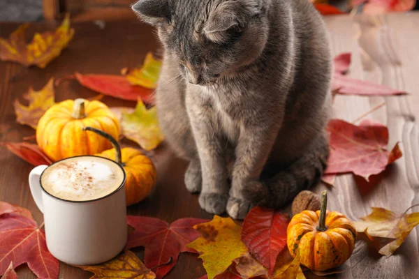 大人ヨーロッパの短い髪猫ブルートルティコーヒーとミルク泡と白いカップの横に座って 黄色とオレンジの葉 カボチャ 木製のテーブルと居心地の良い秋の設定でシナモンスパイス — ストック写真