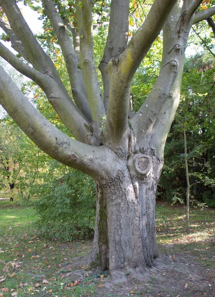 Ein Verzweigter Stamm Eines Alten Baumes — Stockfoto