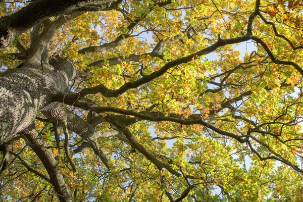 大橡木上的秋天树叶 — 图库照片