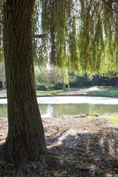 Salgueiro Perto Pequeno Lago Autum — Fotografia de Stock