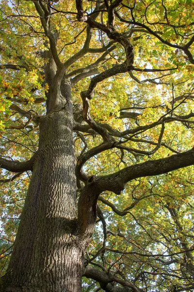 大橡木上的秋天树叶 — 图库照片