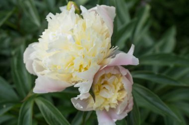 Vanilyalı şakayık çiçeği