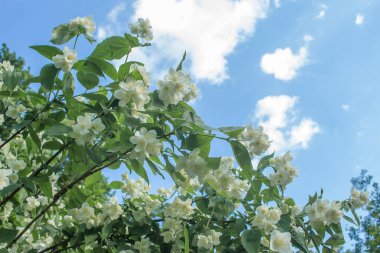 Yazın başında çiçek açan yasemin çalısı