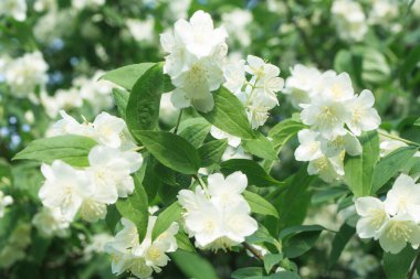 Yazın başında çiçek açan yasemin çalısı