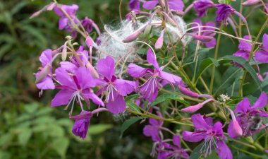 Dağlarda tohumları olan ateş otu çiçekleri.