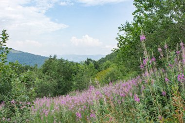 Dağdaki ateş çayırı çiçekleri