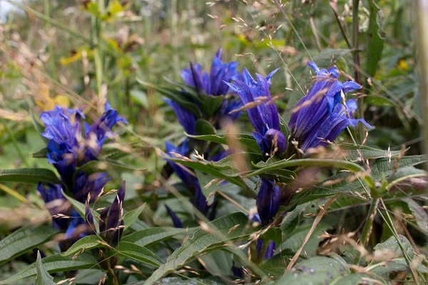 Azul Flores Montanha Sinos Summe — Fotografia de Stock