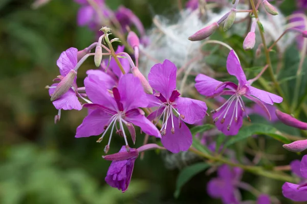 Dağlarda tohumları olan ateş otu çiçekleri.