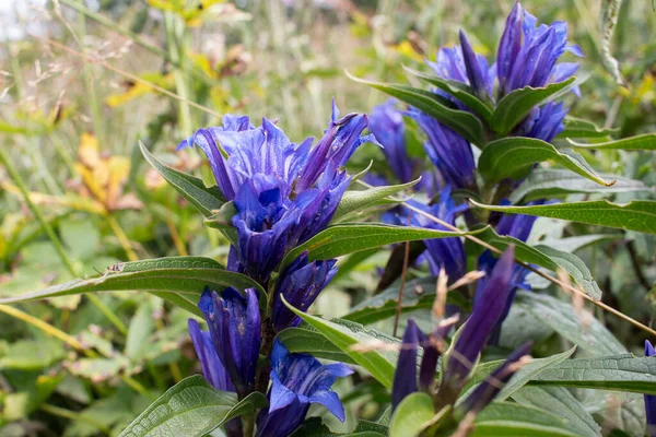 Azul Flores Montanha Sinos Summe — Fotografia de Stock
