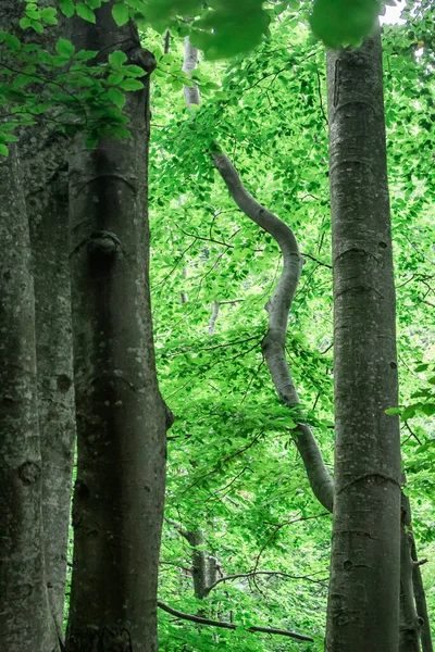 初秋山中的山毛榉树 — 图库照片
