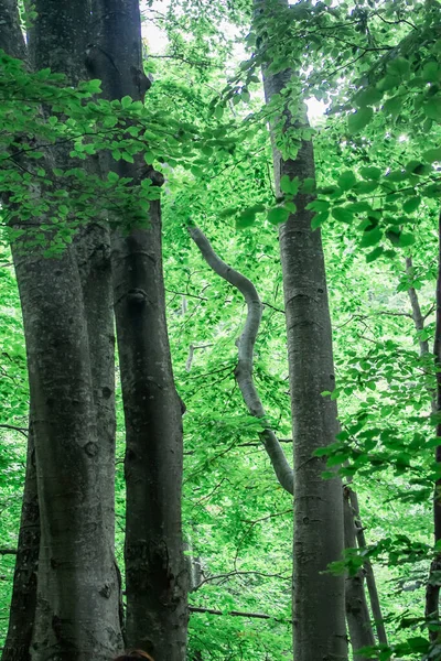 Faggio All Inizio Dell Autunno Montagna — Foto Stock